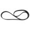 Serpentine Belt